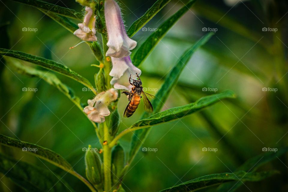 A bee is taking juice from flowers in spring