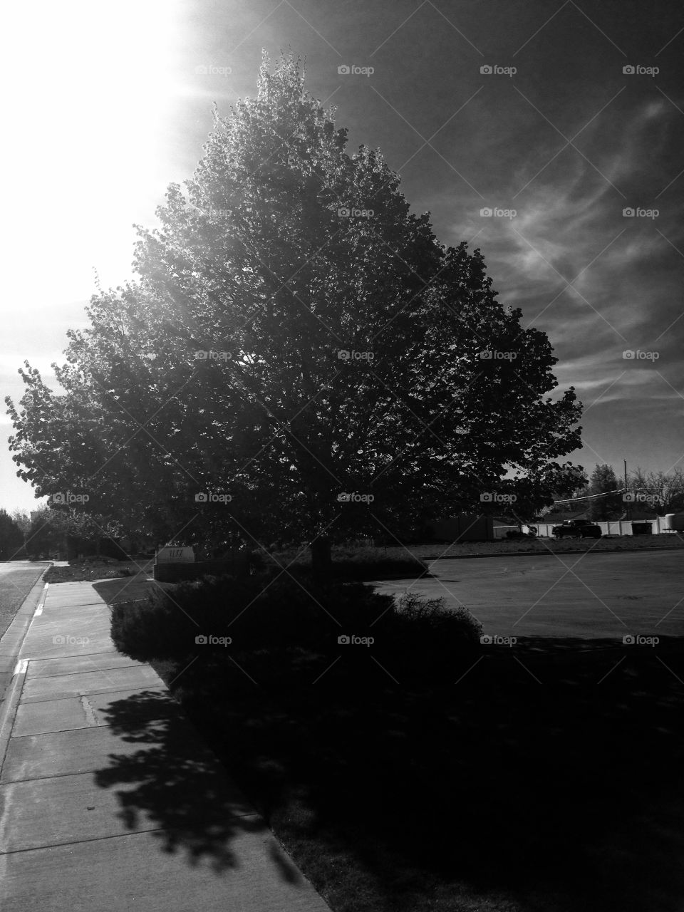 Black and white evening tree. Tree in the evening 