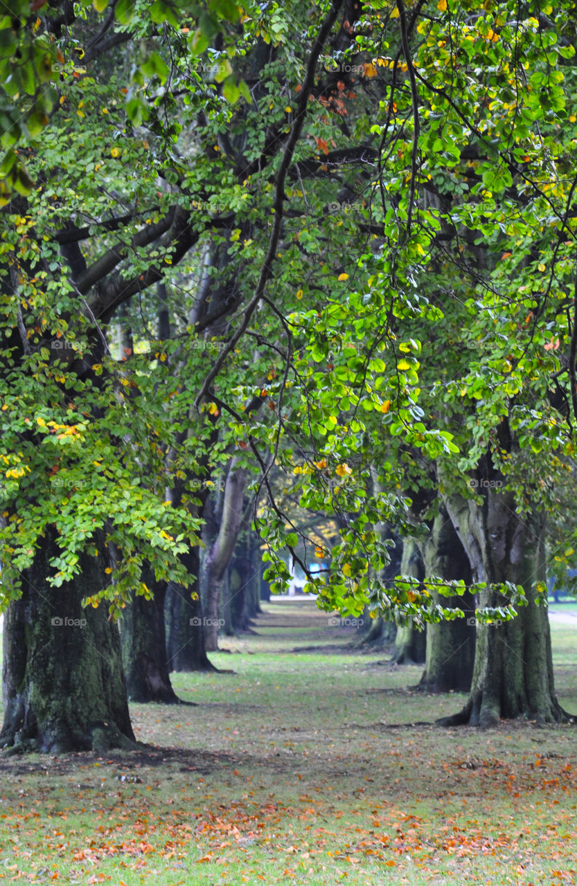 Trees tunnel 