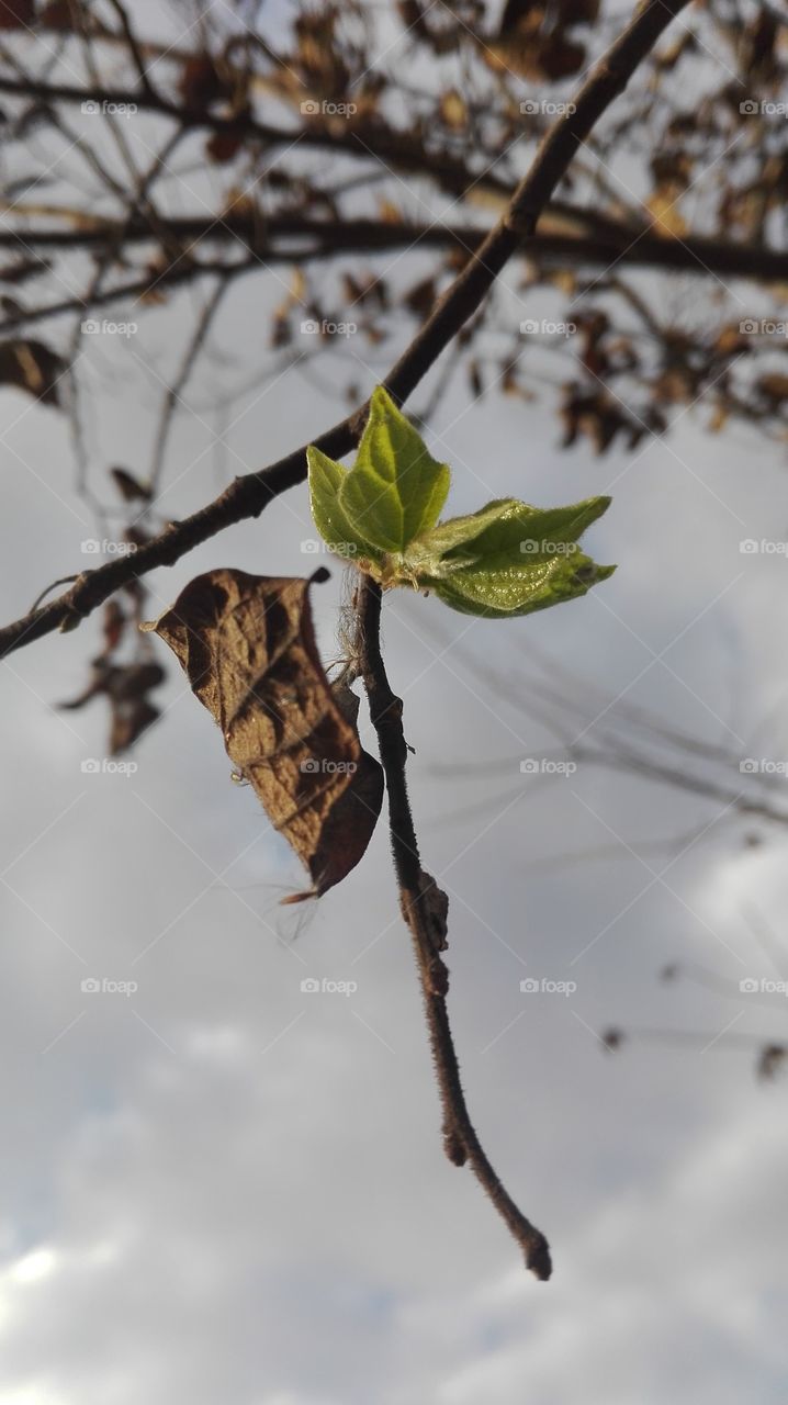 Branch, twig & leaf.