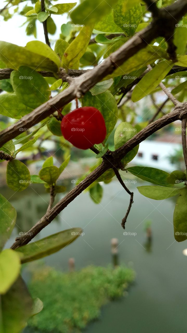Cherry fruit