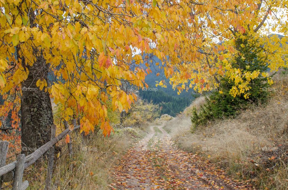 Autumn Landscape