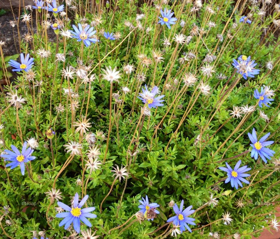 Blue flowers