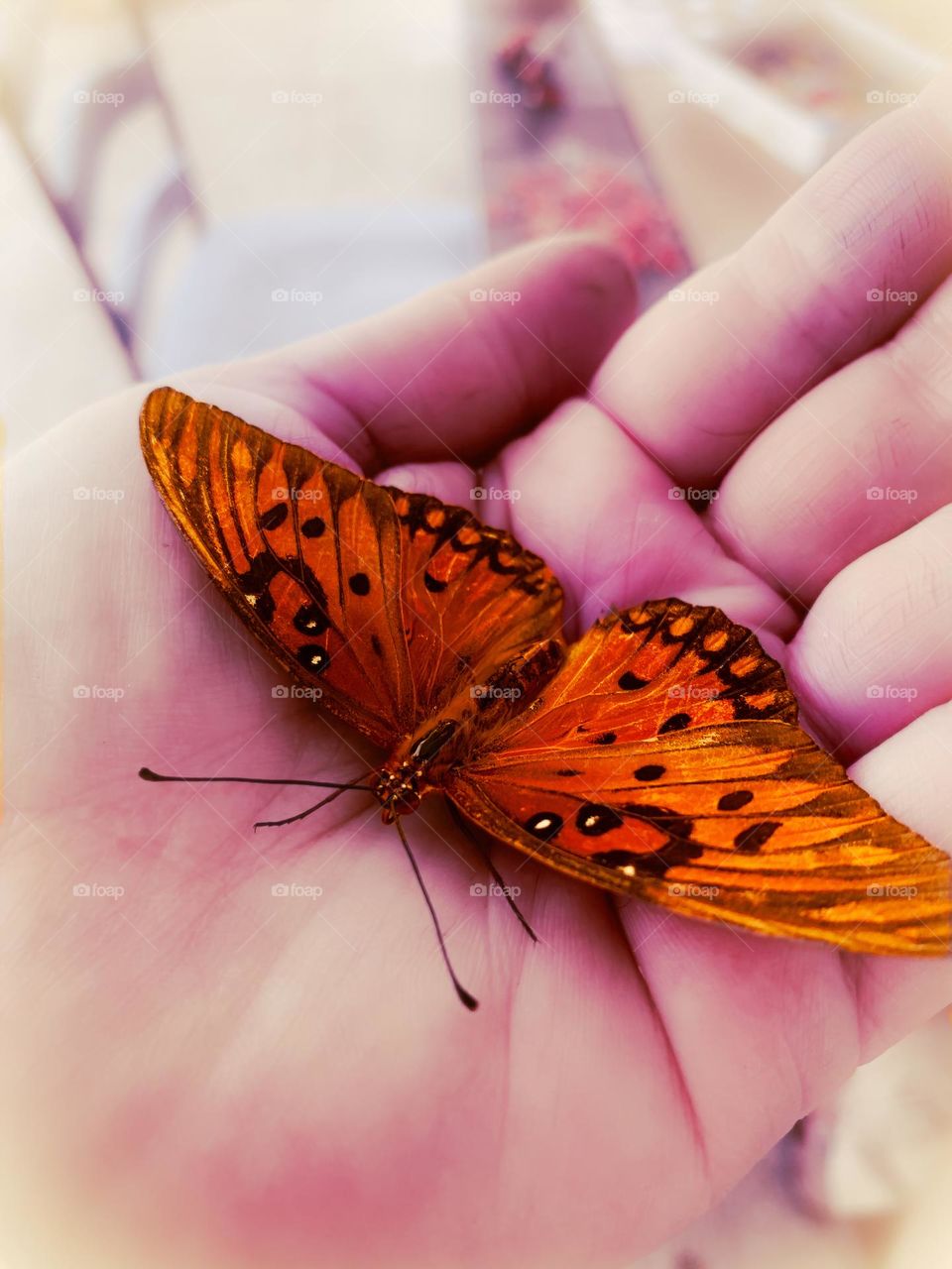 Monarch Butterfly Resting And Enjoying The Presence On The Hand Hanging Out Outdoor