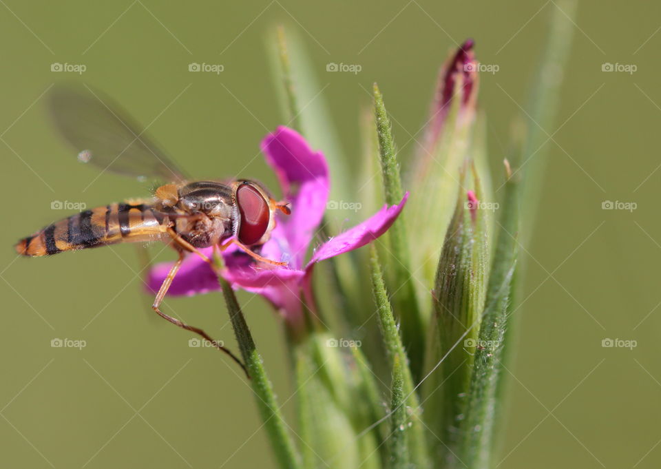 Insect On Flower