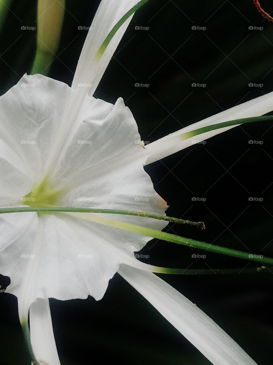 Elegant Spider Lily
