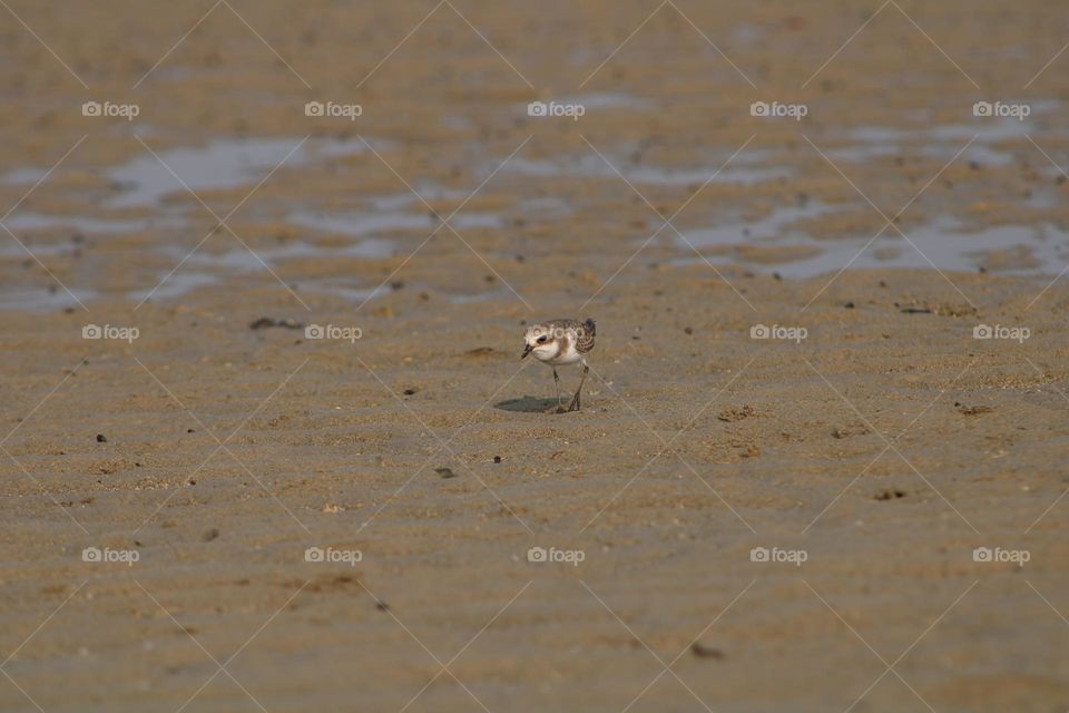 A beautiful close-up shot of a small bird, the Kentish Plover, wandering across a sandy beach with shallow water puddles
