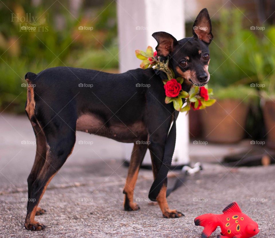 Miniature Pinscher  with roses