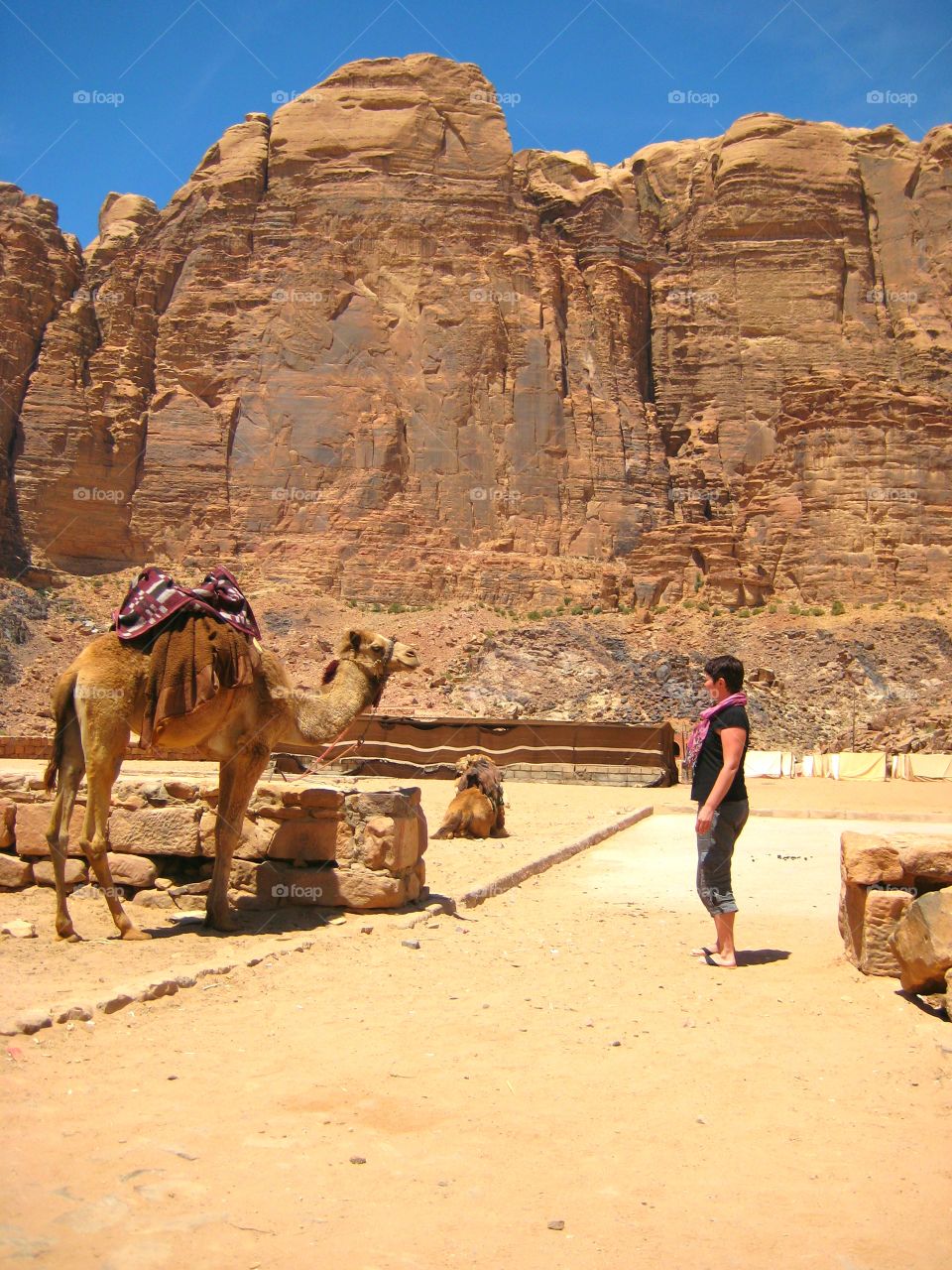 camel in the desert of Vedi Ram