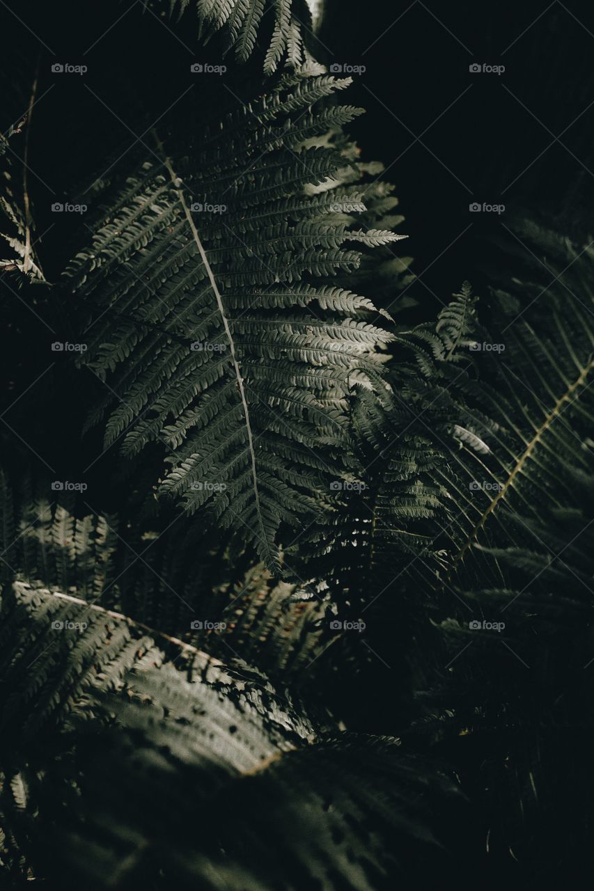 large leaves background image