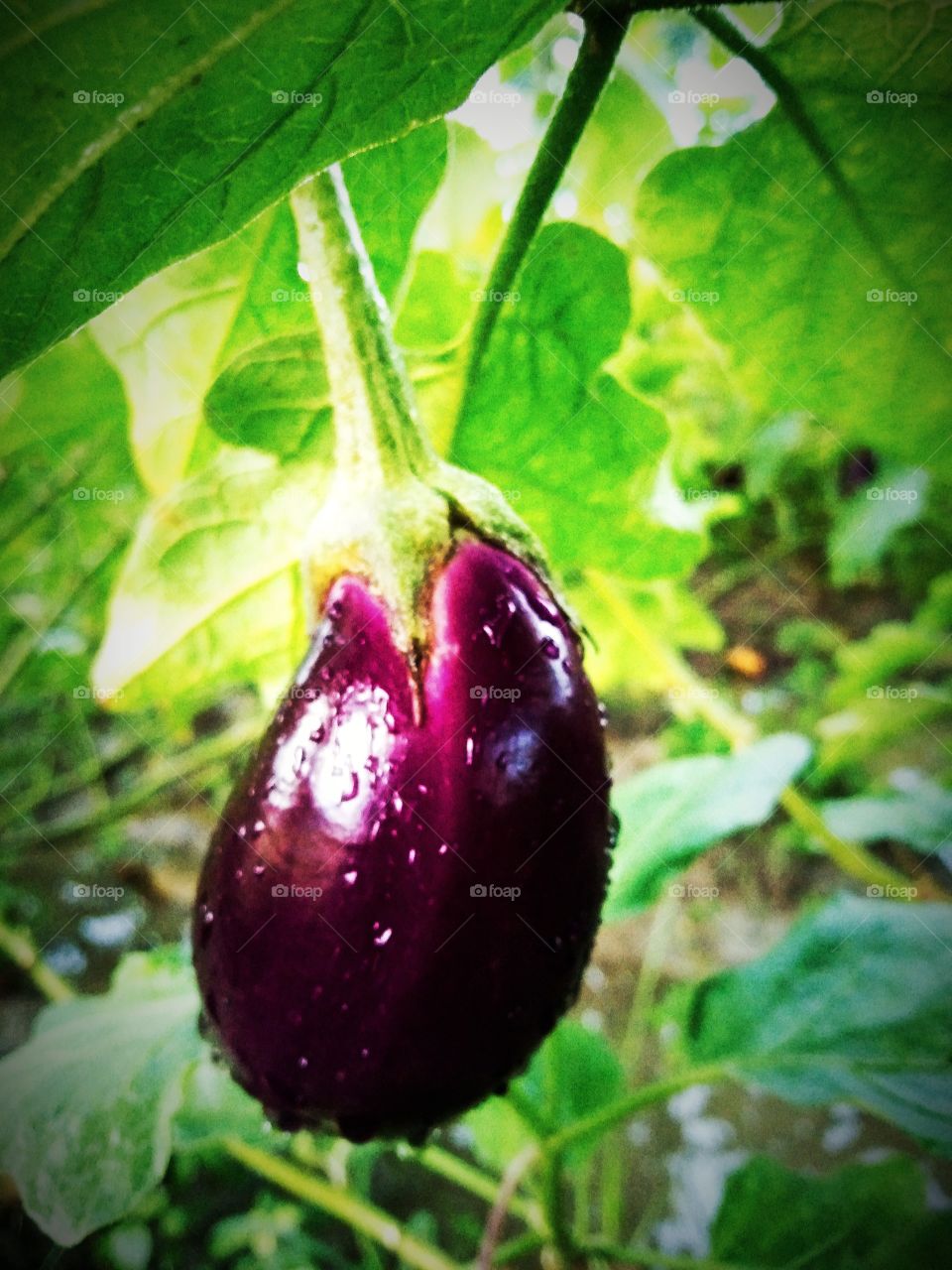 A Very Beautiful Brinjal Vegetable, Capture After Raining.