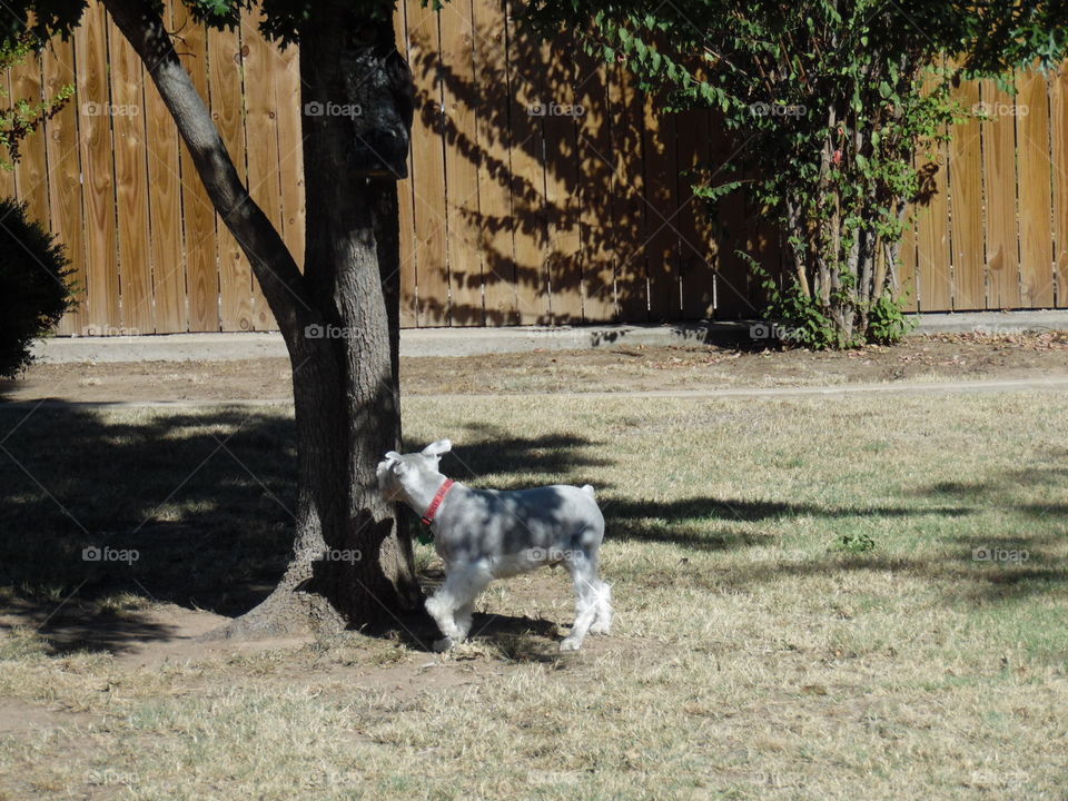 chasing lizards. This is the first photo 📷 that I took with my new Samsung camera.