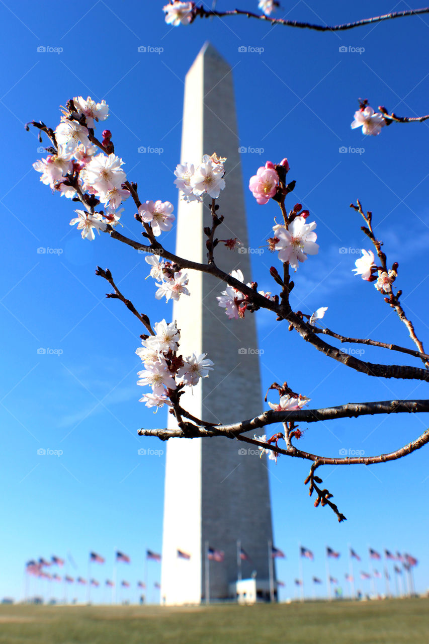 Cherry blossom in Washington DC 