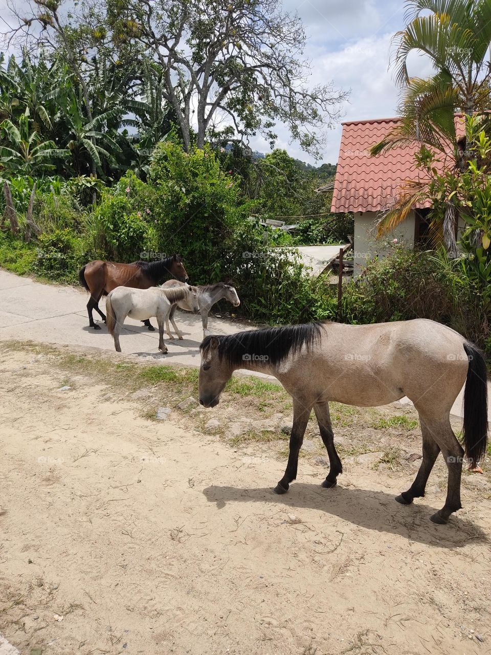 Caballos y potrillos 🐎🐎