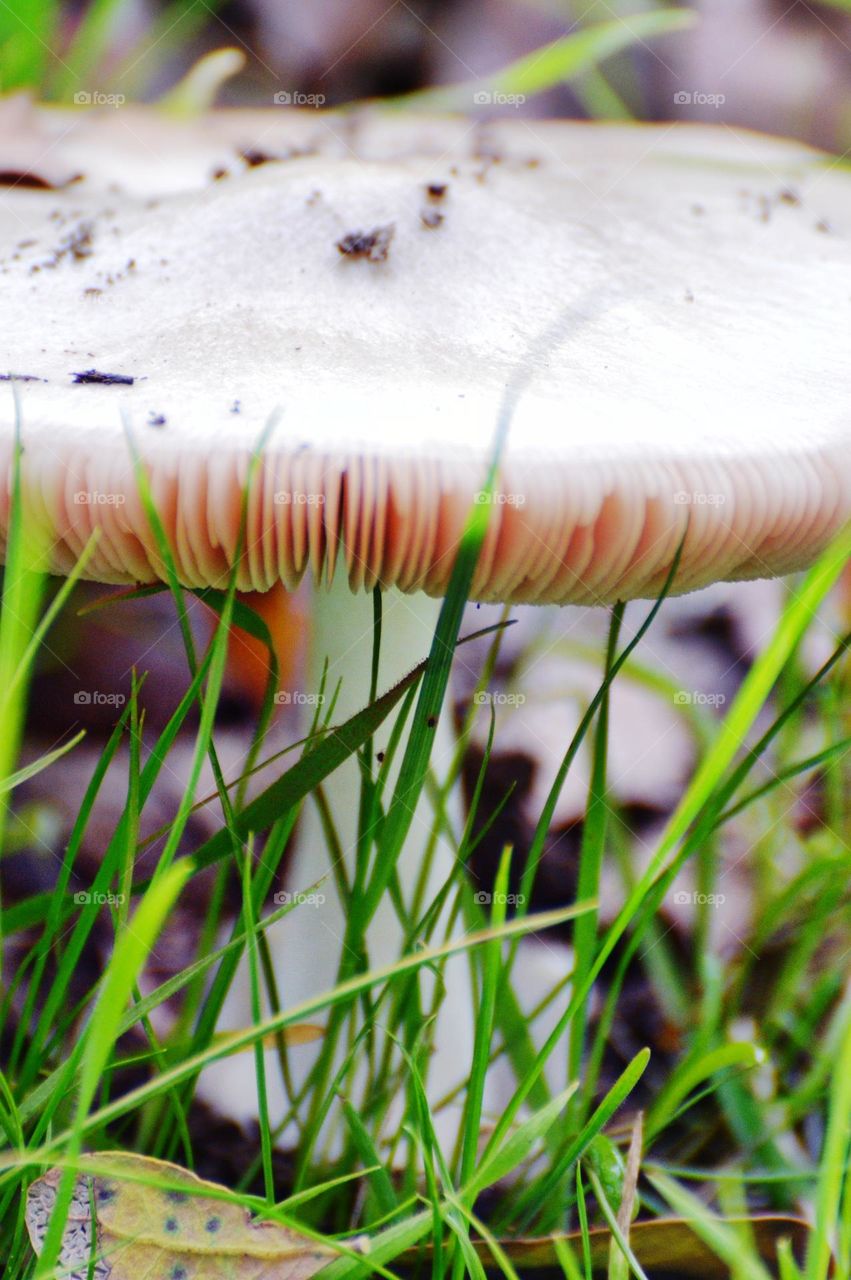 white mushroom growing in the tall grass