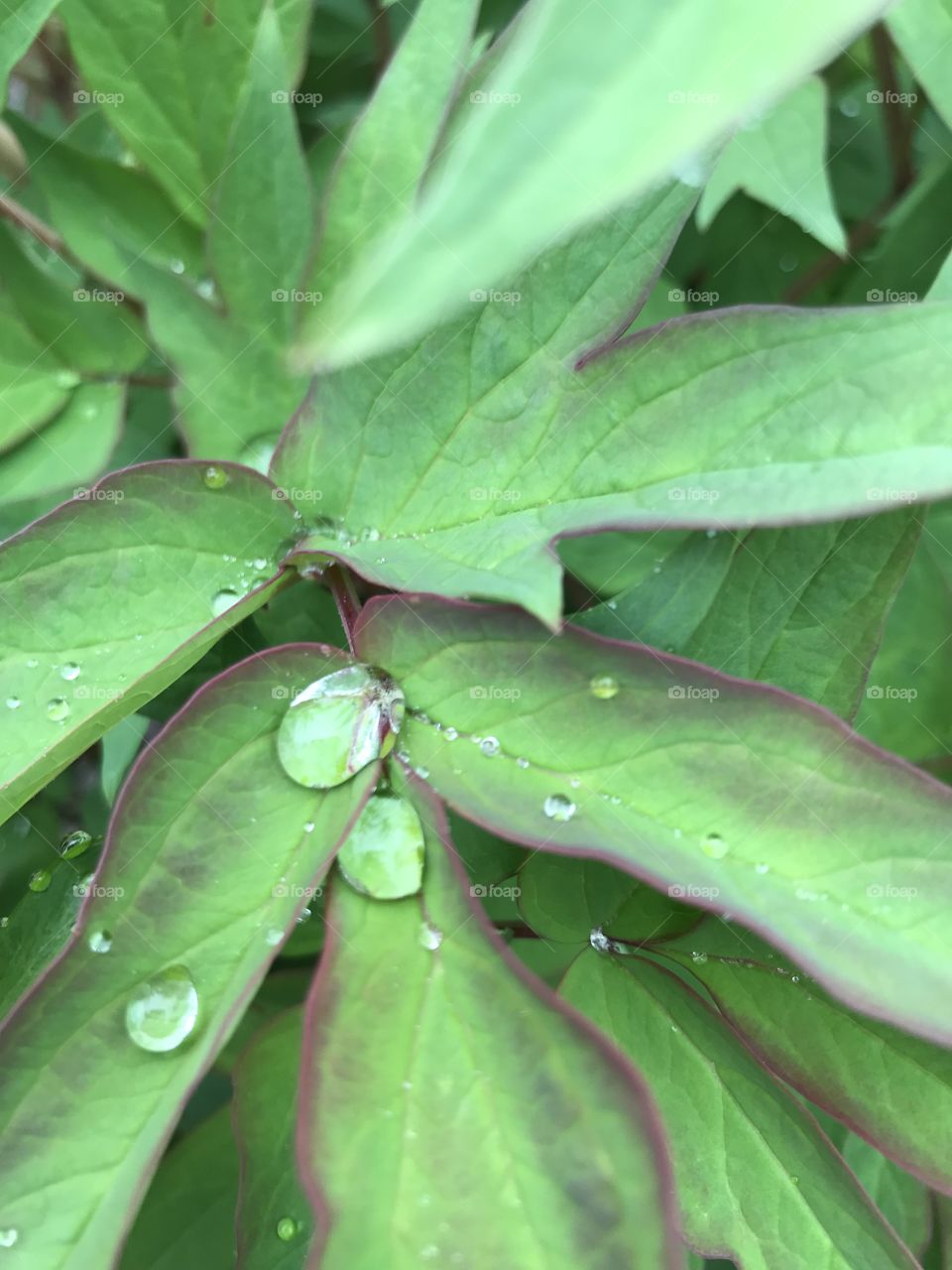 Raindrop