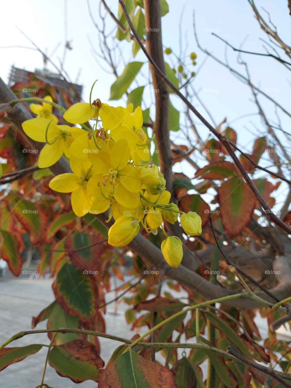 Cassia fistula