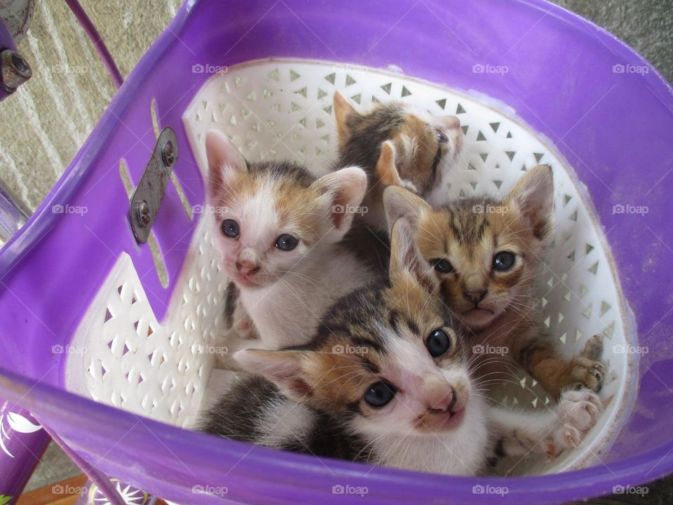Four cute kittens are in a bicycle bask