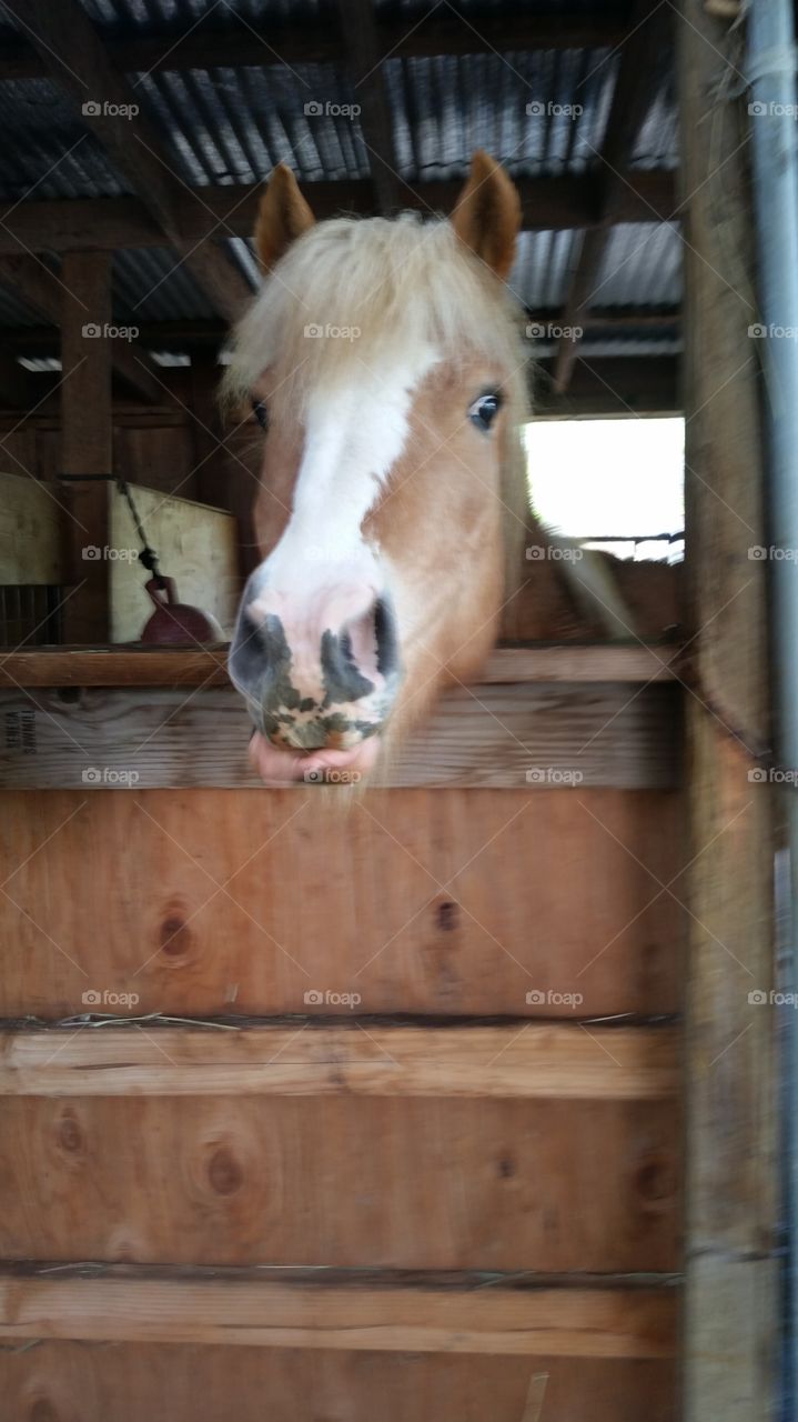 pony sticking out tongue