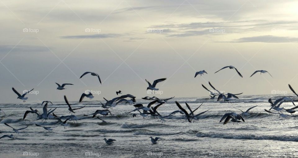 seagulls in sunset, 