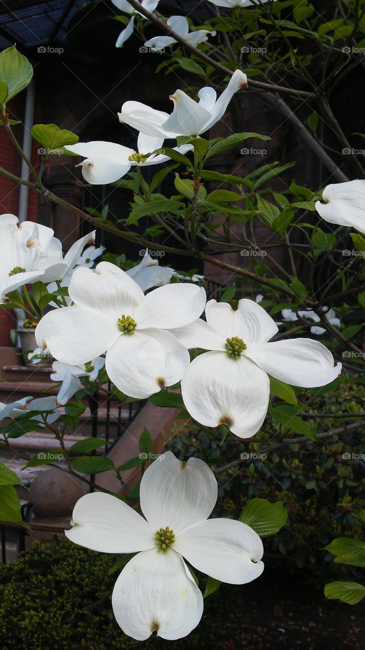 spring. flowers. beauty