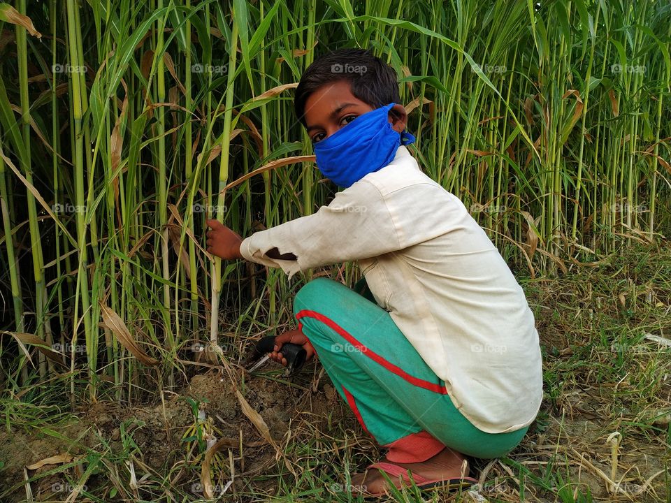 Farmer's boy cutting fodder in the field,wear facemask during coronavirus and flu outbreak. Virus and illness protection