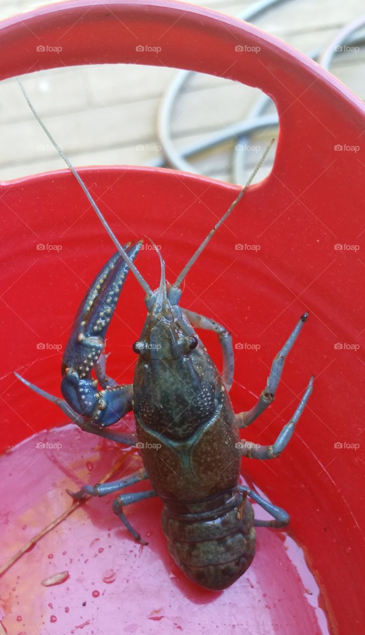 Crayfish in a red bucket