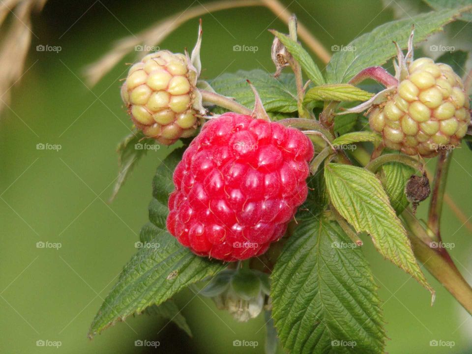 Himbeeren im Garten