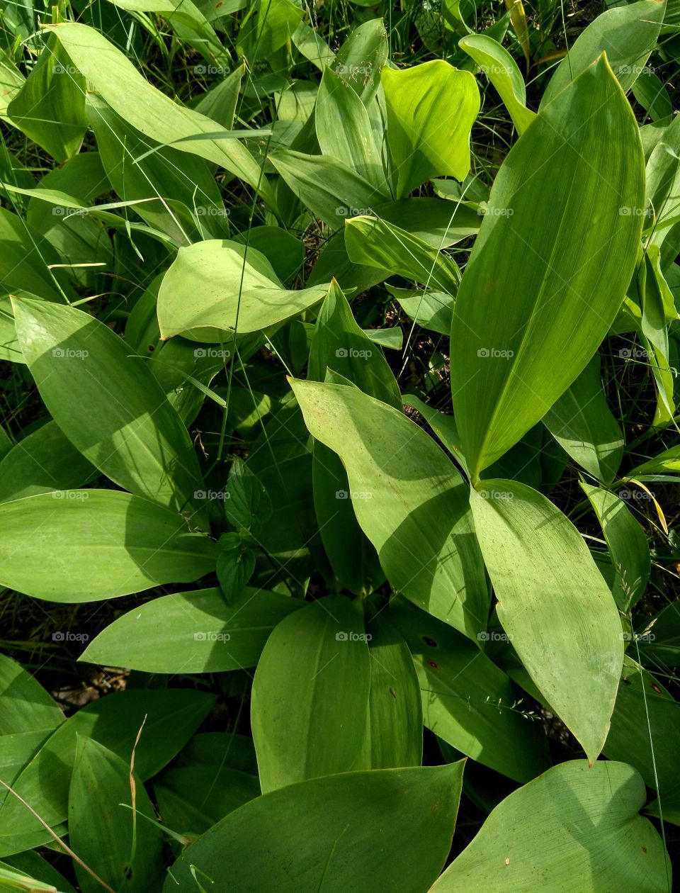 green leaves growing in the park summer time