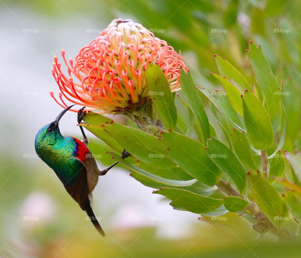 Most beautiful Double-Collared Sunbird