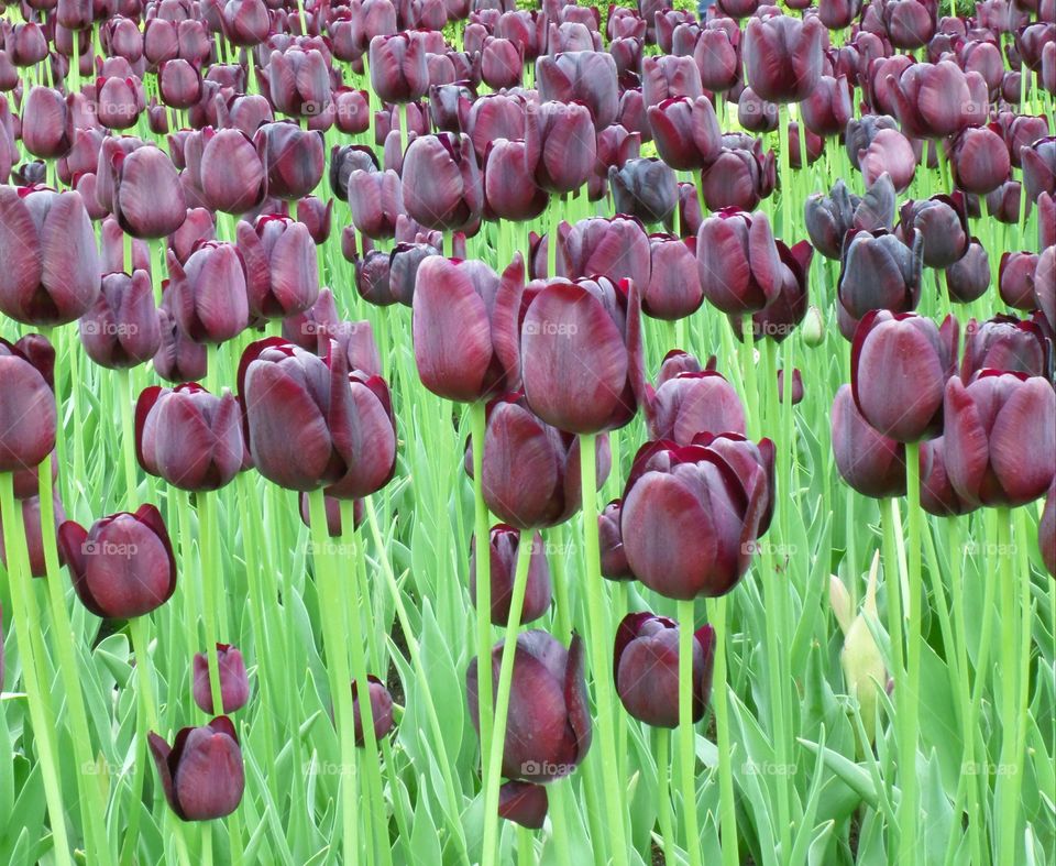 Dark Purple Tulips in Keukenhof Garden, Netherlands
