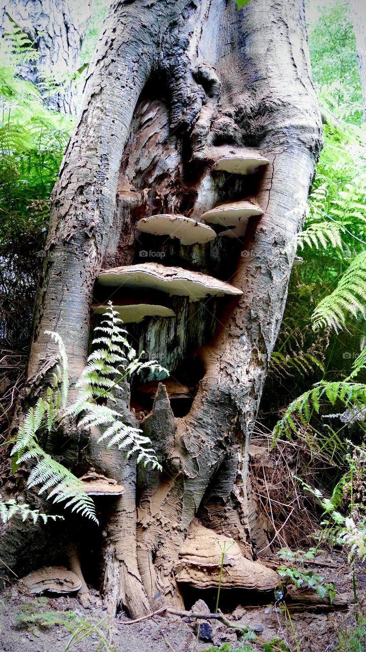 Wood fungi in an old tree trunk