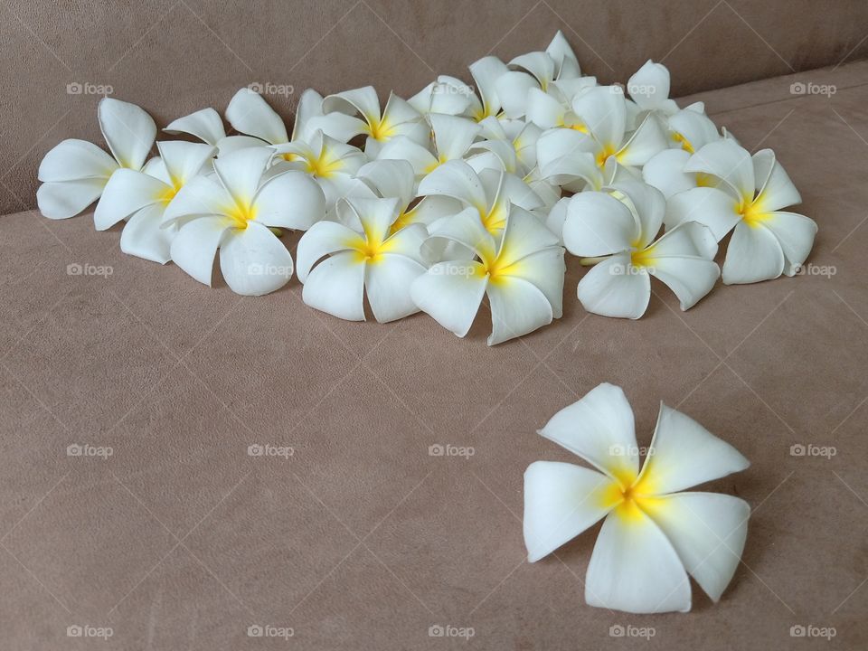 Beautiful Plumeria