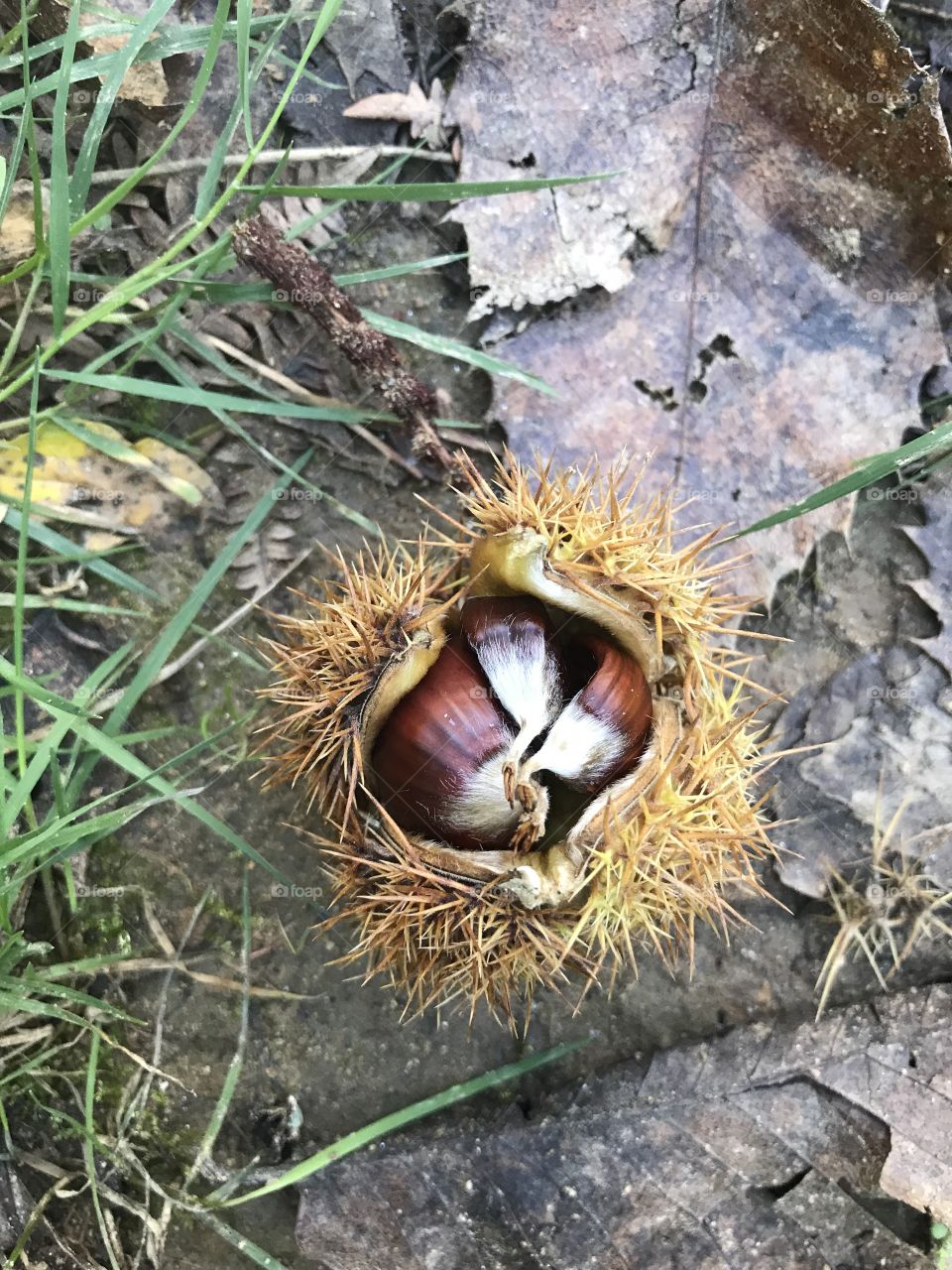 Beautiful and yummy wild forest Chestnut, Italy 