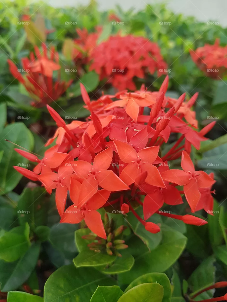 flowers in winter