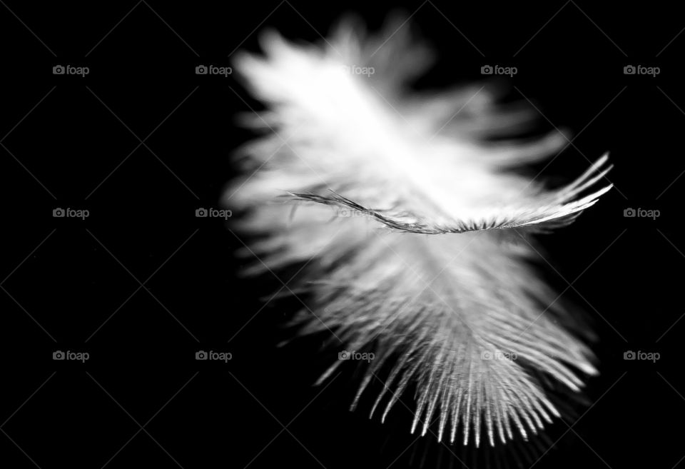 The feather