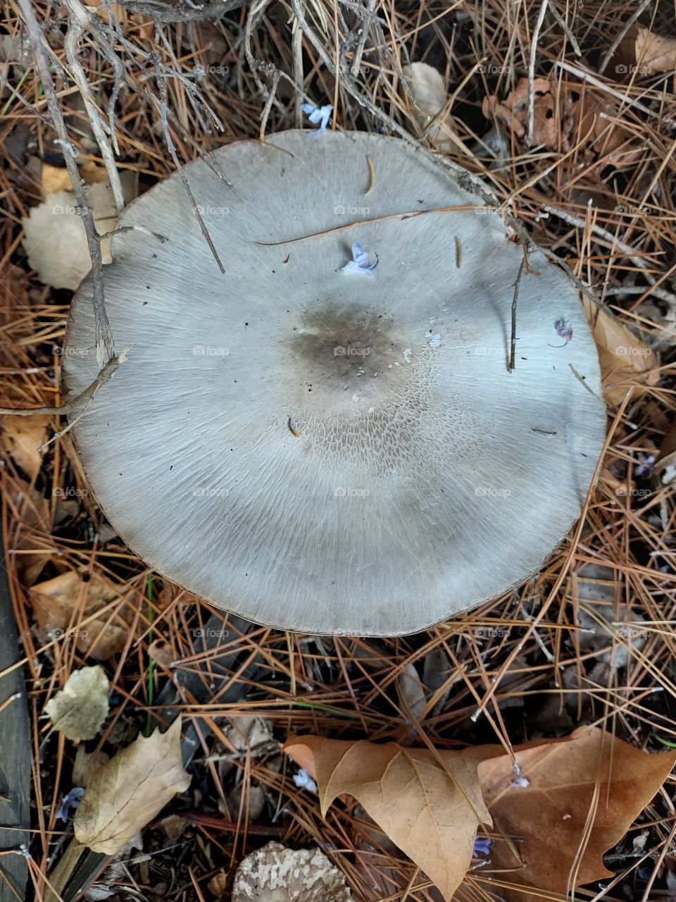 mushroom