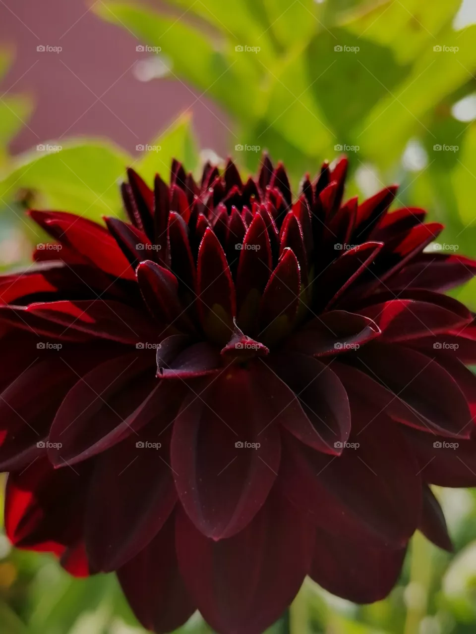 Color Red