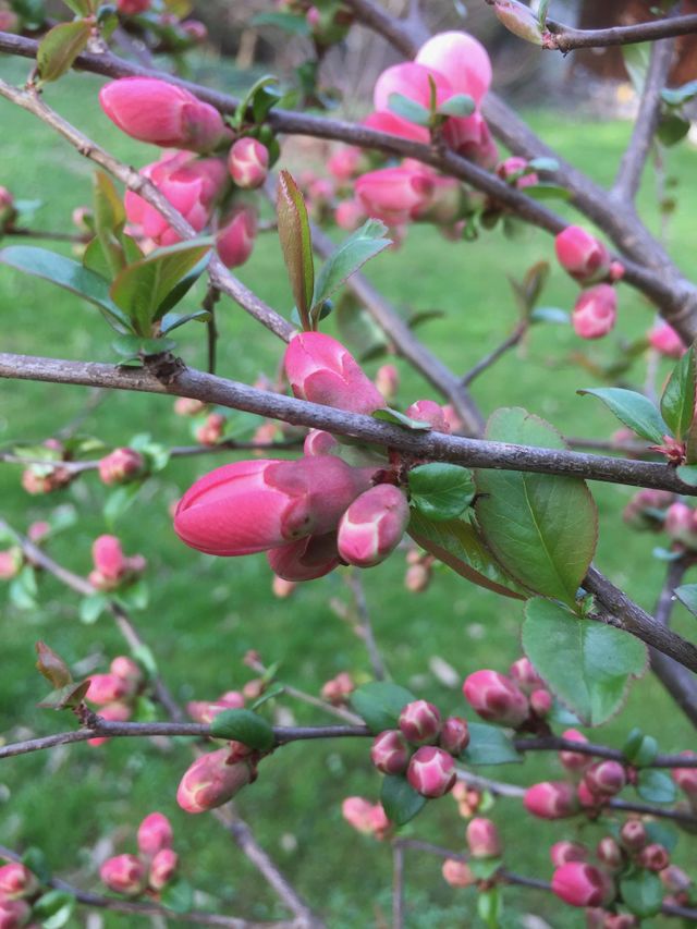 Buds