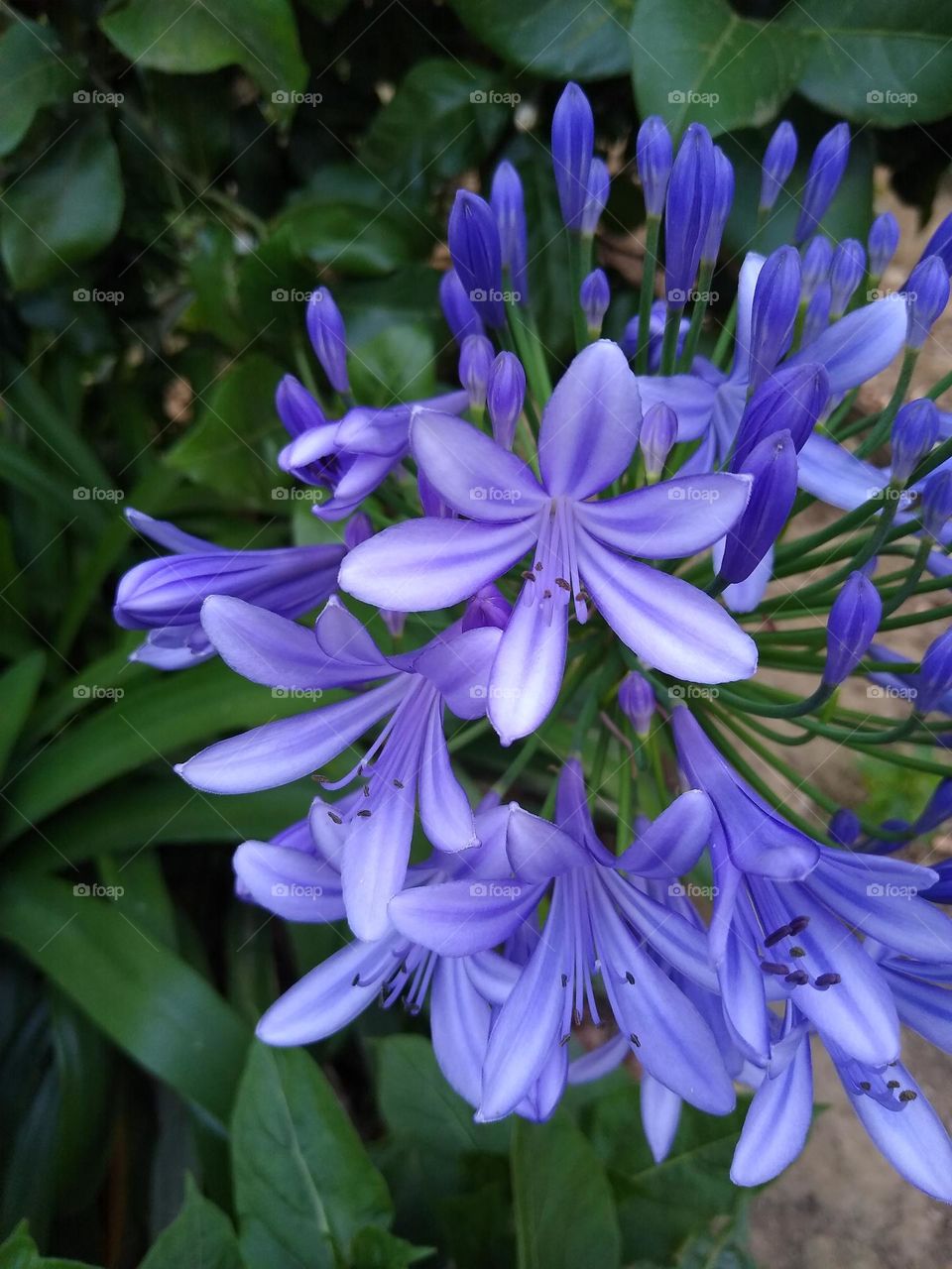 Agapanthus