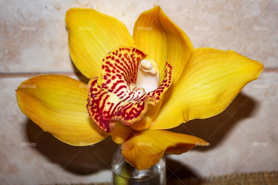 Yellow orchid