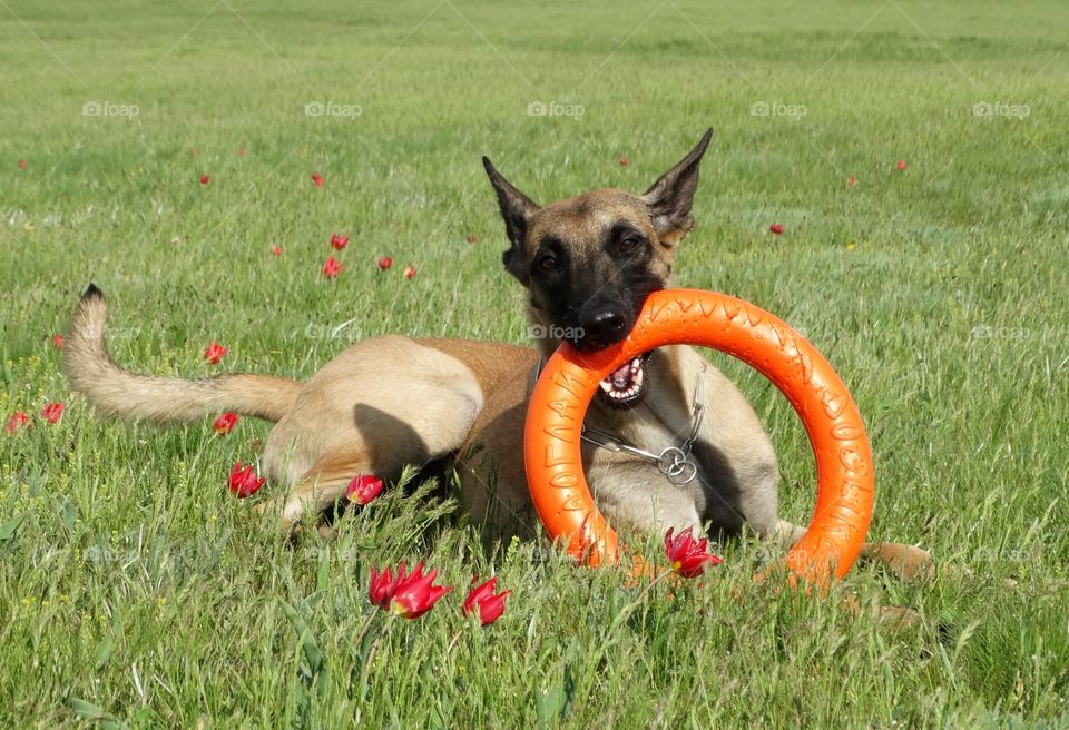 Malinois dog Spring Tulips