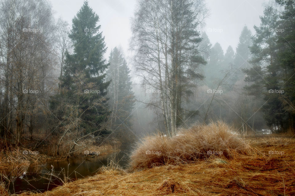 Misty morning in a spring forest with river