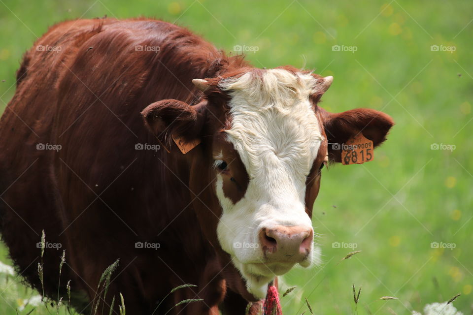 Cow in relax