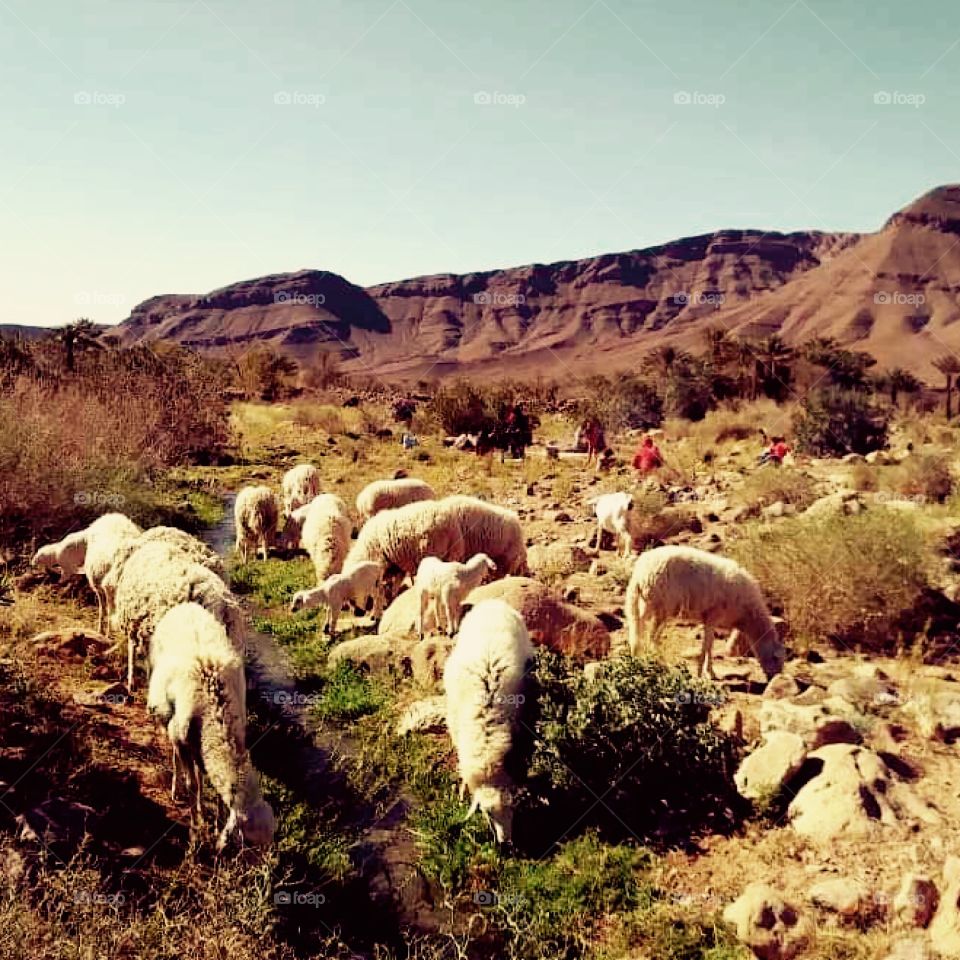 Our sheep in pasture 