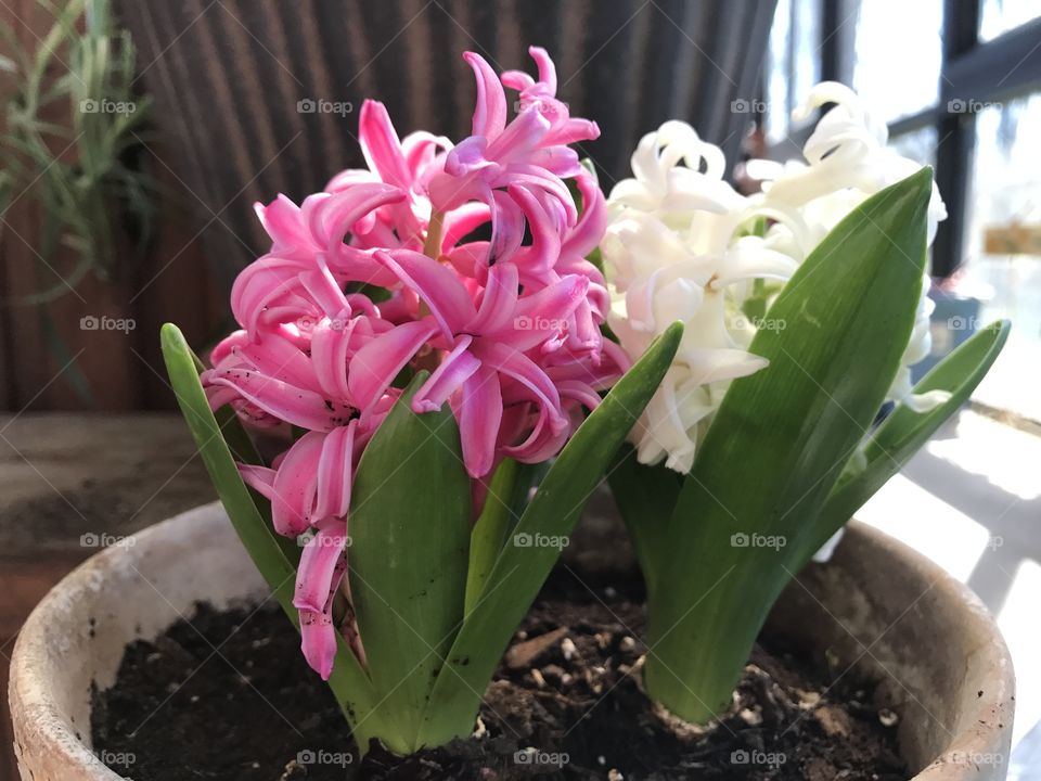 Pink and White Hyacinth 