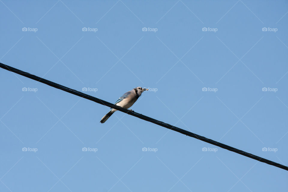 Bird on a Wire