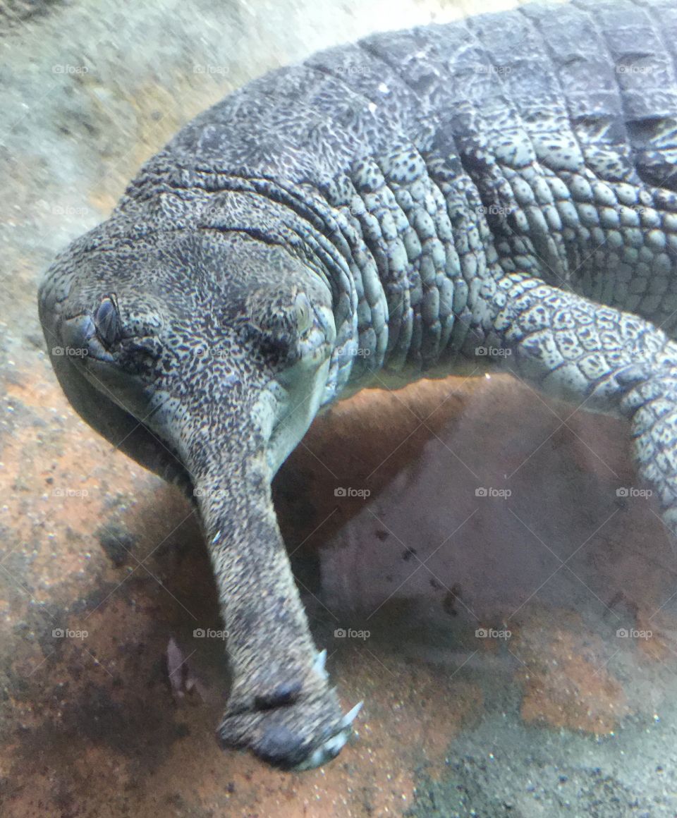 Gavial. San Diego zoom 