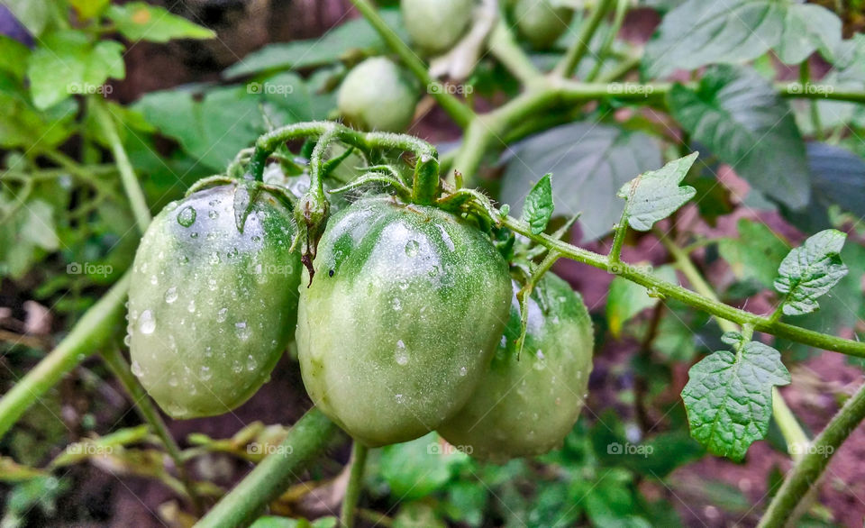 Green Tomato in the garden