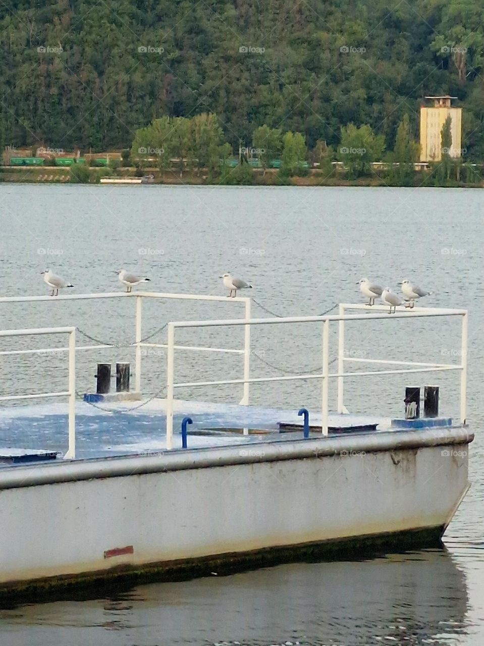 seagulls
